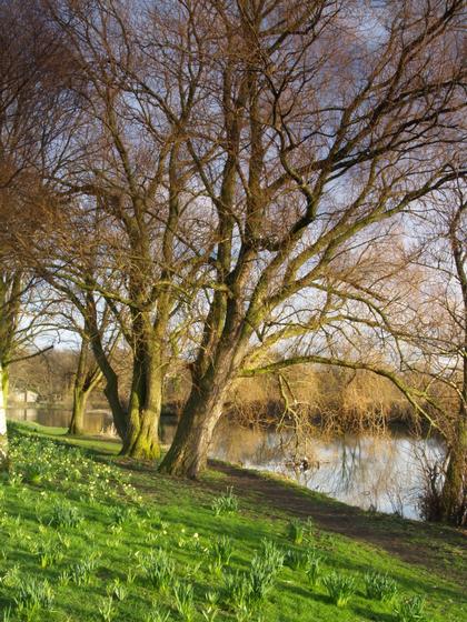 Tree on The River Bank